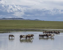 Mongolei Pferde im Fluss