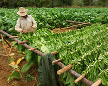 Kuba Tabakplantage