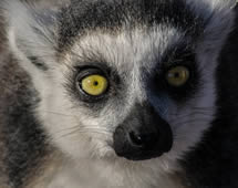 Madagaskar Halbaffen Lemuren