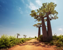 Madagaskar Affenbrotbaum