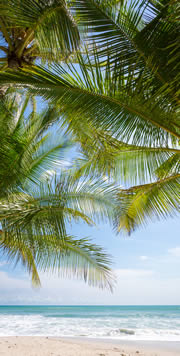 Costa Rica Strand mit Palmen