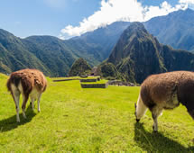 Peru grasende Lamas mit Blick auf Macchu Picchu
