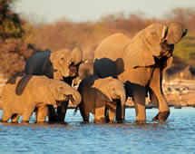 Namibia Nationalpark Elefantenherde am Wasser