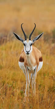 Namibia Nationalpark Antilope 