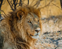 Namibia Nationalpark Löwe im Schatten