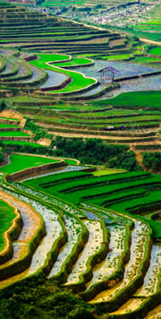 Vietnam Reisterrassen