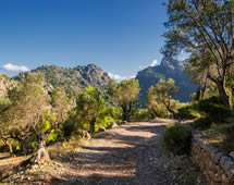 Mallorca Wanderweg Olivenhaine