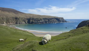 Irland Donegal einsame Bucht mit Schafen