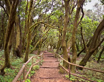 Kanaren La Gomera Wanderweg im Nationalpark