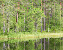 Waldsee in Schweden