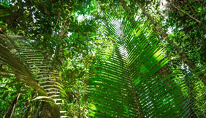 Brasilien Regenwald