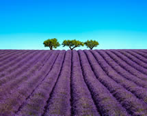 Lavendelfelder in der Provence Frankreich