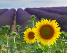 Lavendelfeld in der Provence Frankreich