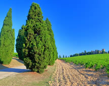 Zypressen am Wegesrand in der Provence Frankreich