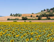 Sonnenblumenfeld in der Toskana Italien