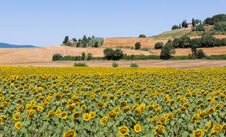 Sonnenblumenfelder in der Toskana