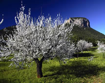 blühender Mandelbaum auf Mallorca