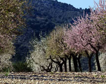 blühende Mandelbäume auf Mallorca