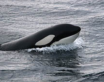Orca Killerwal in Norwegen