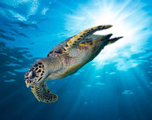 Seychellen Riesenschildkröte schwimmt im Meer