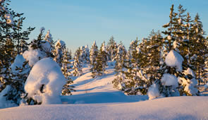 Finnland Winter verschneitet Winterwald
