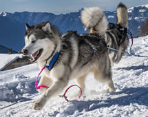 Finnland Winter Husky Hund