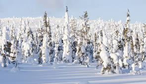 Winterwald Finnland Schnee