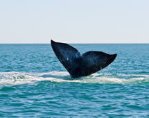 Whale watching nachhaltig