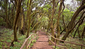Kanaren La Gomera Nationalpark Wanderweg