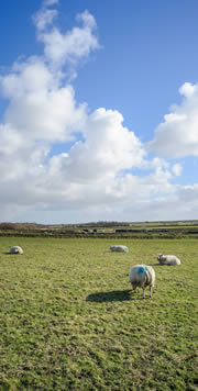 Schafe auf dem Deich auf Texel
