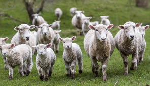 Urlaub auf dem Bauernhof Schafe