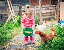Urlaub auf dem Bauernhof Hühner füttern