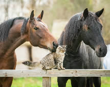Urlaub auf dem Bauernhof Pferde und Katze 