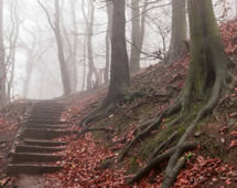 Herbstwald mit Laub im Harz 