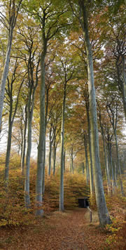 Wald in Heiligendamm