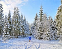Winterwald Spaziergang 