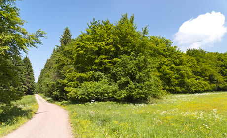 Kurzurlaub Thüringer Wald 