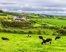 Wiese mit Kühen in Nordirland