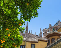 Granada Orangenbaum