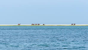 Arabien Oman Kamele am Meer
