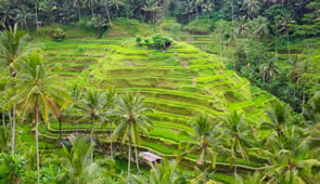 Indonesien Bali Reisterrassen