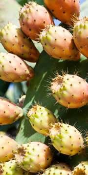 Kaktusfeigen auf Sizilien
