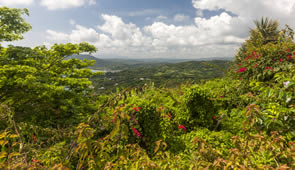 Karibik Jamaika Dschungel Landesinnere