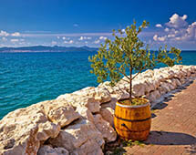 Olivenbaum am Strand von Kroatien