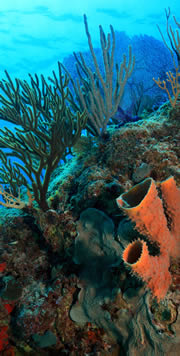 Mexiko Korallenriff tauchen