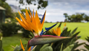 Madeira Pflanzenwelt Blumen