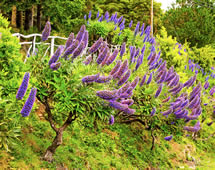 Madeira Blumengarten