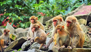 Sri Lanka Affen im Tempelanlage