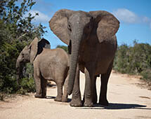Elefanten auf der Straße in Südafrika