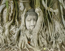 Thailand Ayutthaya Buddha Baum